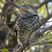 Chilean Flicker